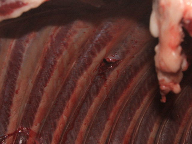 balozsiger dec25.jpg